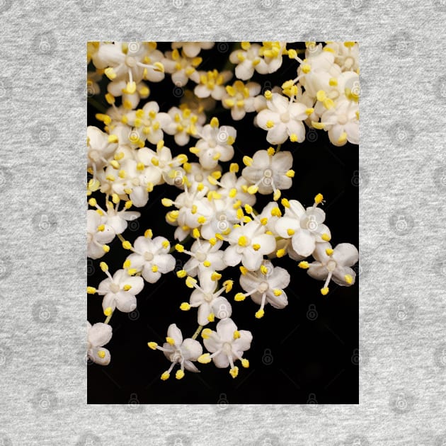 Blackhaw flowers (Viburnum prunifolium) by Ludwig Wagner